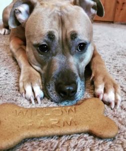 Nanni, beautiful dog belonging to Jasmine, kennel manager at Willow Farm Pet Services in Vermont