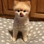 Bella, beautiful Pomeranian dog belonging to owners of Willow Farm Pet Services in Vermont