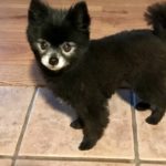 Bentley, handsome Pomeranian dog belonging to owners of Willow Farm Pet Services in Vermont