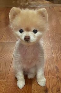 Sweet Bella, one of the owner's Pomeranians