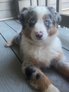 Meet Briar!